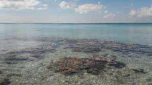 Corals at Punta Perdiz in Playa Giron