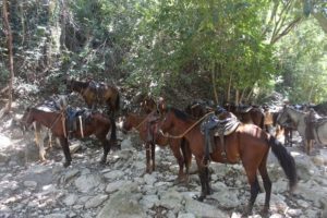 Horses at Salto del Caburni