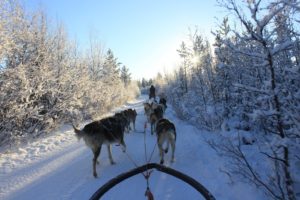 Plimbare cu sania trasa de caini, Laponia Suedeză