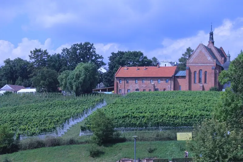 Sandomierz vineyard