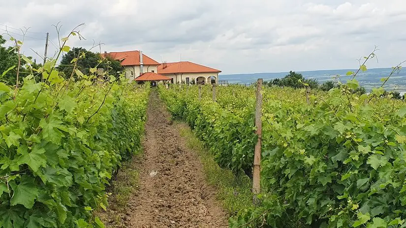 Crama Bauer și turismul viticol în România
