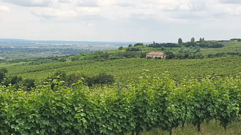 cramele de la Drăgășani și turismul viticol din România