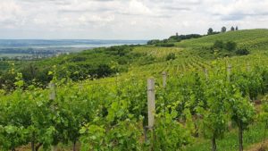 turismul viticol din România