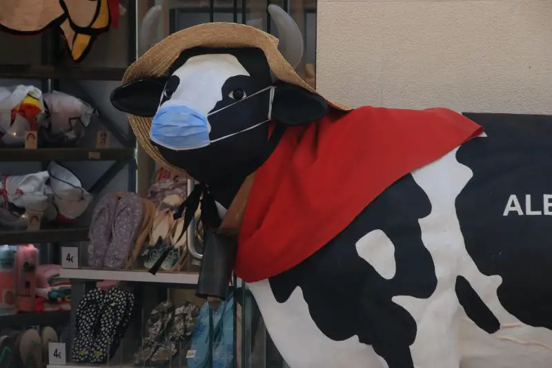 Cow with mask