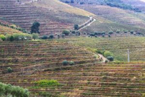 Terraces with vineyards