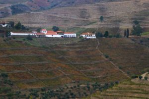 Terraces with vineyards
