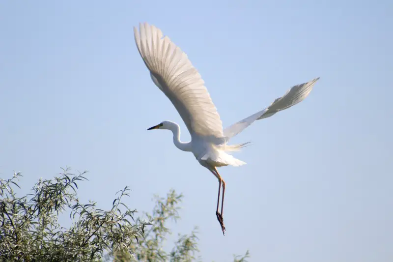 Egreta in zbor -15 sfaturi pentru fotografia de calatorie