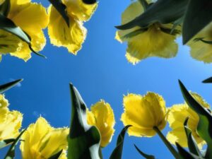 Sezonul de lalele in Olanda cum unde si cand sa le vezi